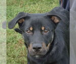 Small Rottweiler Mix