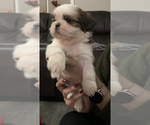 Small Photo #1 Shih Tzu Puppy For Sale in EAST FREETOWN, MA, USA