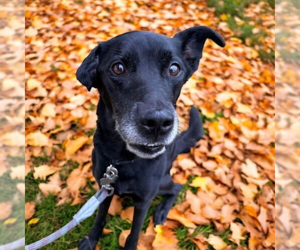 Medium Photo #12 Borador Puppy For Sale in Bellingham, WA, USA