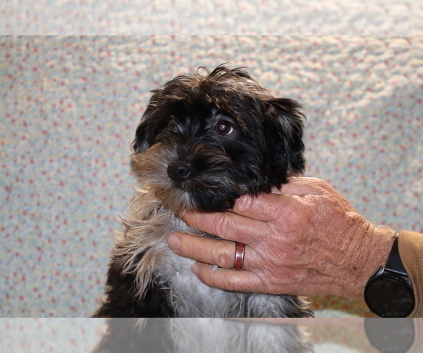 Medium Photo #16 Yorkiepoo mix (+ Poodle Toy) Puppy For Sale in DYERSBURG, TN, USA