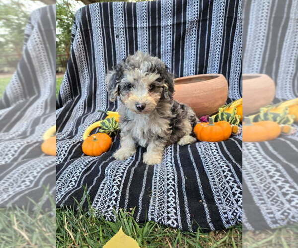 Medium Photo #37 Poodle (Miniature) Puppy For Sale in CANON CITY, CO, USA