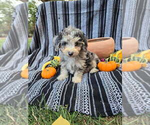 Medium Poodle (Miniature)