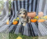 Puppy Ash Poodle (Miniature)