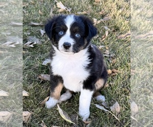 Miniature Australian Shepherd Puppy for sale in MC LEAN, IL, USA