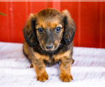 Small #16 Dachshund