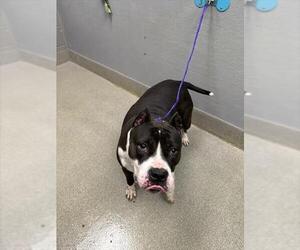 Mutt Dogs for adoption in Las Vegas, NV, USA