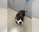 *WAVY - Female Mutt Dog for Adoption - Small photo