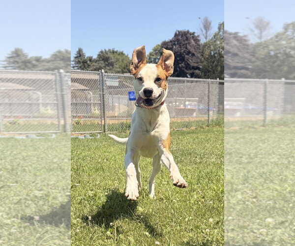 Medium Photo #3 Boxer-Unknown Mix Puppy For Sale in Jefferson, WI, USA
