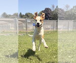 Small #2 Boxer Mix