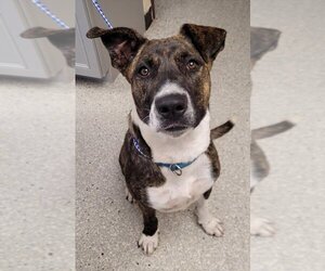 Staffordshire Bull Terrier-Unknown Mix Dogs for adoption in Lodi, CA, USA