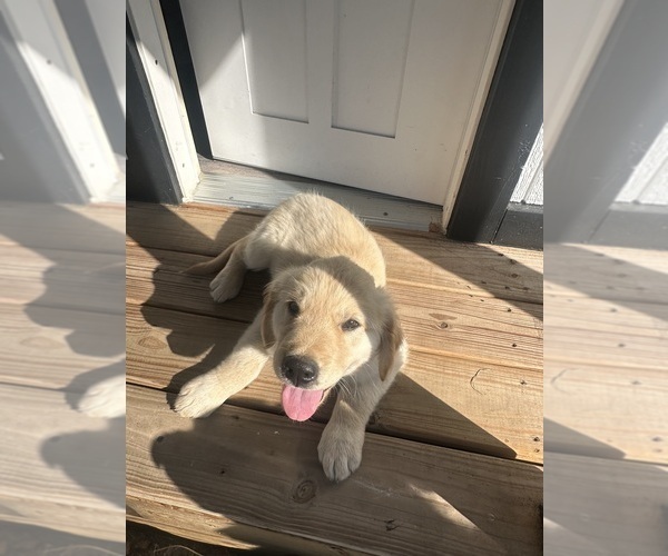 Medium Photo #2 Golden Retriever Puppy For Sale in AUSTIN, KY, USA