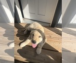 Small #1 Golden Retriever