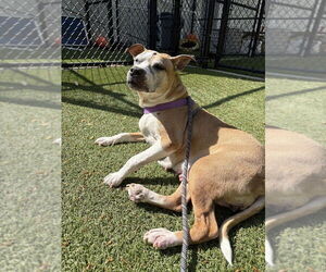 Regina - Female Mutt Dog for Adoption - Photo #2