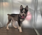 Puppy Max Pomsky