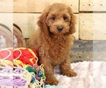 Small #4 Cavapoo