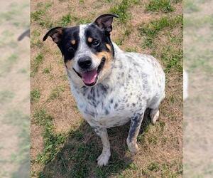 Mutt Dogs for adoption in Akron, OH, USA