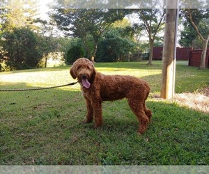 Goldendoodle Puppy for sale in FLAT ROCK, NC, USA