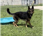 Small #2 German Shepherd Dog