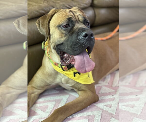 Medium Photo #9 Mutt Puppy For Sale in Goodyear, AZ, USA