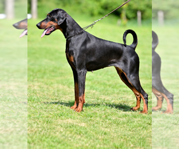 Medium Photo #1 Doberman Pinscher Puppy For Sale in FORT LAUDERDALE, FL, USA