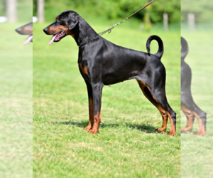 Mother of the Doberman Pinscher puppies born on 02/18/2026