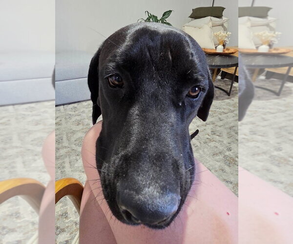 Medium Photo #2 Great Dane-Unknown Mix Puppy For Sale in Bullard, TX, USA
