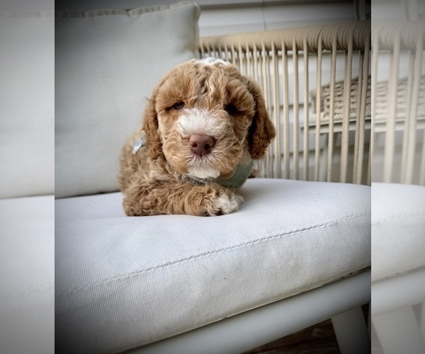 Medium Photo #22 Goldendoodle (Miniature) Puppy For Sale in OWENSBORO, KY, USA