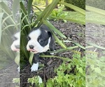 Small #3 Boston Terrier