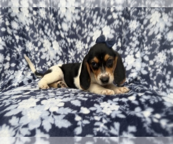 Medium Photo #9 Beagle Puppy For Sale in LAKELAND, FL, USA