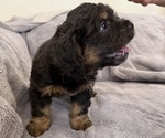 Small #2 Bernedoodle-French Bulldog Mix