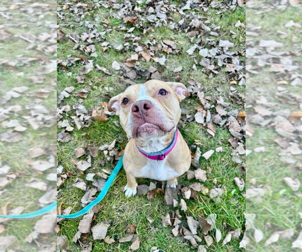 Medium Photo #3 American Pit Bull Terrier Puppy For Sale in Gloversville, NY, USA