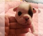 Small Photo #14 French Bulldog Puppy For Sale in CAPE CORAL, FL, USA
