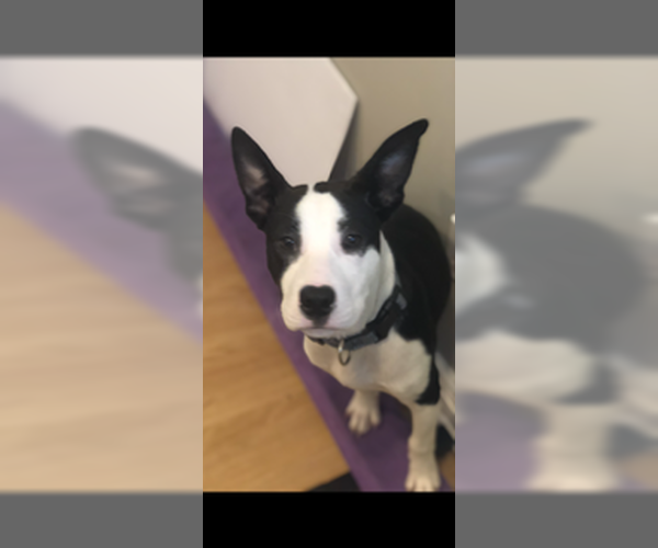 Medium Photo #2 Mutt Puppy For Sale in Jackson Township, NJ, USA