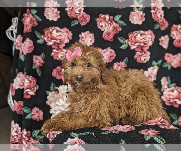 Medium Photo #4 Goldendoodle (Miniature) Puppy For Sale in KIRKWOOD, PA, USA