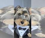 Small #1 Yorkshire Terrier