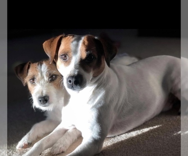 Medium Photo #1 Jack Russell Terrier Puppy For Sale in FREEMAN, MO, USA