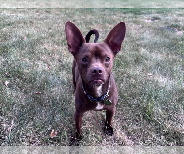 Medium Photo #2 Chihuahua-Unknown Mix Puppy For Sale in St. Louis Park, MN, USA