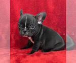 Small #3 French Bulldog