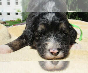 Bernedoodle Puppy for sale in BIG ROCK, IL, USA