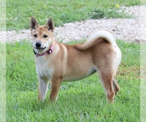 Shiba Inu Puppy for sale in PLATTEVILLE, WI, USA