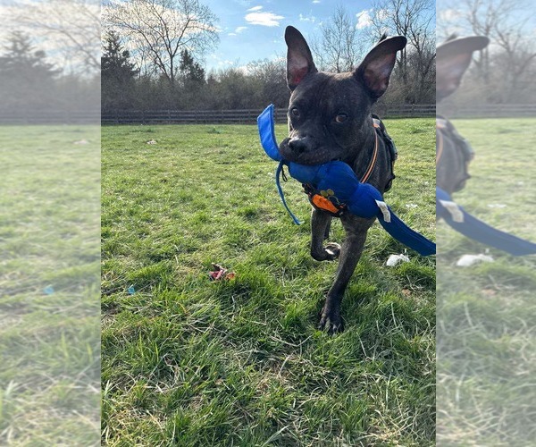 Medium Photo #9 American Pit Bull Terrier-Unknown Mix Puppy For Sale in Germantown, OH, USA