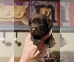 Small Photo #33 Labrador Retriever Puppy For Sale in POCAHONTAS, IL, USA