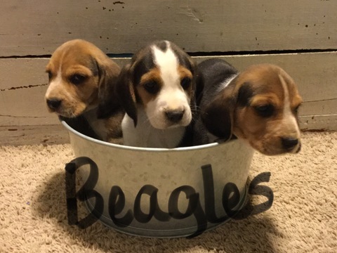 Medium Photo #1 Beagle Puppy For Sale in GARNETT, KS, USA