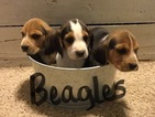 Small Photo #1 Beagle Puppy For Sale in GARNETT, KS, USA