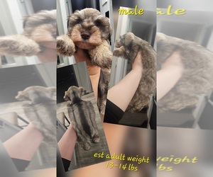 Medium Schnauzer (Miniature)