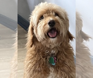 Mother of the Goldendoodle (Miniature) puppies born on 09/09/2025