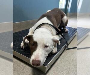 Labrador Retriever-Unknown Mix Dogs for adoption in Newton, NC, USA