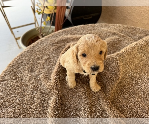 Medium Photo #4 Goldendoodle (Miniature) Puppy For Sale in PAHRUMP, NV, USA