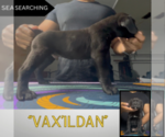 Puppy Vax Cane Corso