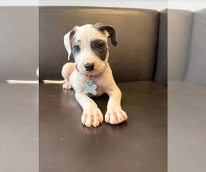 American Staffordshire Terrier-Unknown Mix Dogs for adoption in Holly Springs, NC, USA